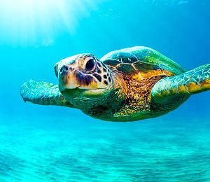 Dry Tortugas National Park