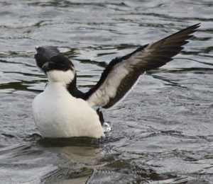 Perfect Bird Watching Weather in December