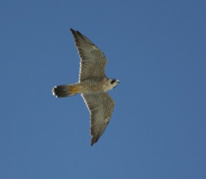 Spring Migration at the Dry Tortugas