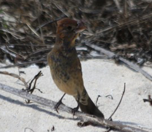 Birds Flock to the Dry Tortugas