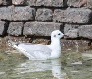 Dry Tortugas a Bird Lovers Paradise