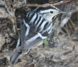 Warbler Migration Through the Dry Tortugas