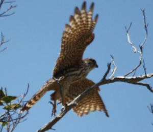 Fort Jefferson Bird Watching