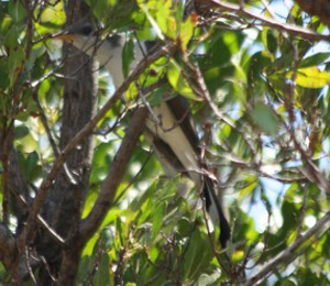 Unique Birds Seen in The Dry Tortugas