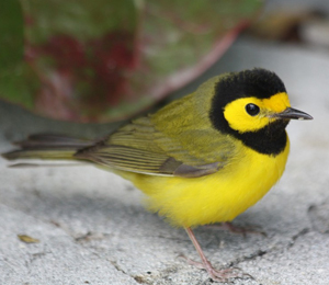 Song Birds Sing at The Dry Tortugas