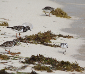 Fantastic October Bird Watching