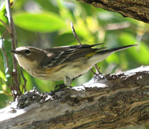 Song Birds Seen in November