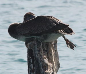 Birds Migrate In October