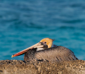 Matthew Paulson's Dry Tortugas Visit