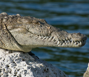 Loneliest Croc at Dry Tortugas