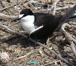 Dry Tortugas Bird Watching