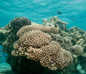 Getting to know the Dry Tortugas coral reef