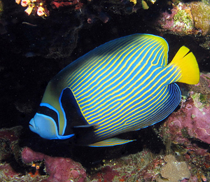 The Reef Fish