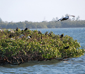 The Dry Tortugas Mangroves