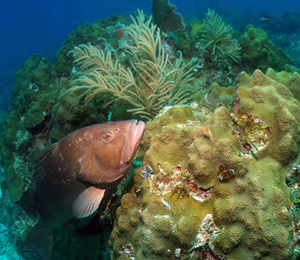 The Tortugas Bank Coral Reef