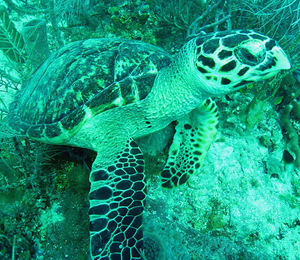 The Turtles of The Dry Tortugas