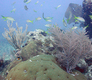 Reef Relief at The Dry Tortugas National Park