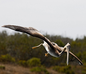 The Brown Pelican