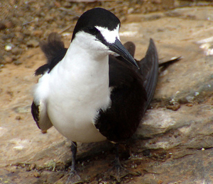 The Sooty Tern