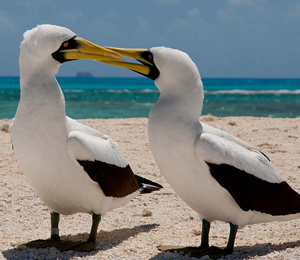 The Masked Booby