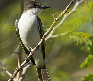 The Loggerhead Kingbird