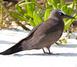 The Brown Noddy Terns