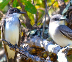 Bird Watching Checklist: The Dry Tortugas