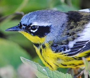 Bird Species in the Dry Tortugas