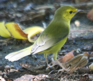 Birds of The Dry Tortugas