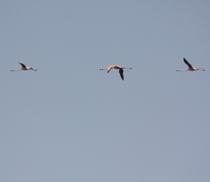 American Flamingos Visit the Dry Tortugas