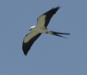 Swallow-Tailed Kite visits Fort Jefferson