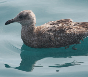 Start of Winter Migration