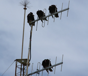 Turkey Vultures Soar in August