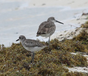 Birds Found Eating on The Shore in the Dry Tortugas