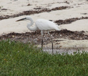 Great White heron at Fort Jefferson