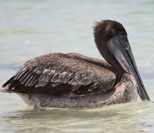 Juvenile Brown Pelicans at Fort Jefferson