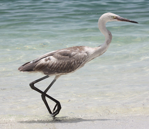 July Bird Watching Enjoyment in the Dry Tortugas