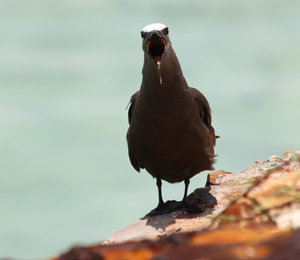 The Brown Noddy Population at the Dry Tortugas