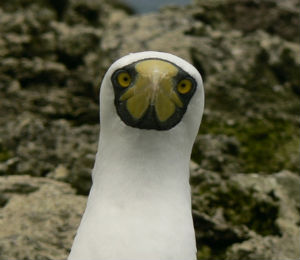 The Masked Booby at Fort Jefferson