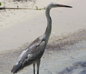 Blue Heron Seen Regularly at the Dry Tortugas