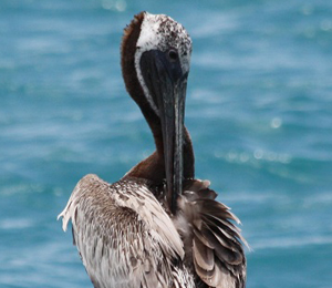 The Brown Pelican at the Dry Tortugas