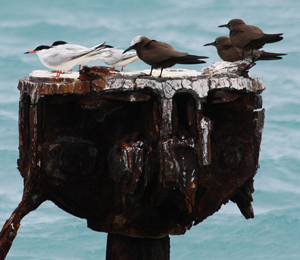 Early Fall Migration in July