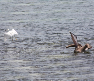 Summer Bird Watching at the Dry Tortugas