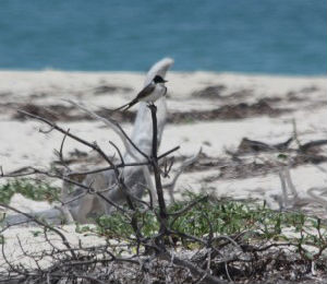 Fork-Tailed Flycatcher Seen in The Dry Tortugas