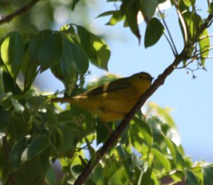 Beautiful Warblers show up at the Dry Tortugas