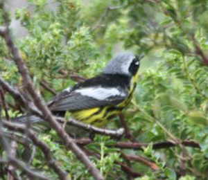 Birding at the Dry Tortugas