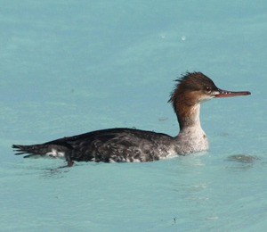 Birds That Visit Fort Jefferson in December