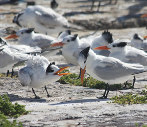 Royal Turns Visit The Dry Tortugas in December