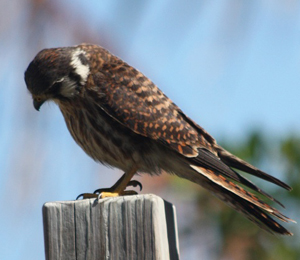 American Kestrel Hangs Out Around the Camp Grounds