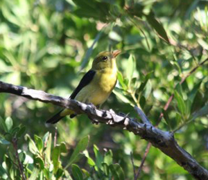 Scarlet Tanager Seen at Fort Jefferson